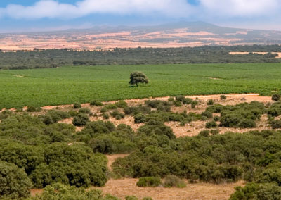 Bodegas Ruta del Vino de La Mancha
